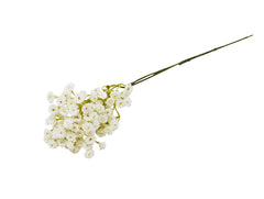 Allium blanc